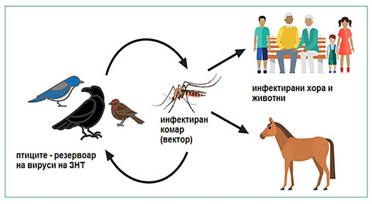 Признаци за западнонилска треска