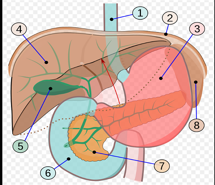 Дванадесетопръстник: Органът, в който действат панкреатичният и жлъчният сок