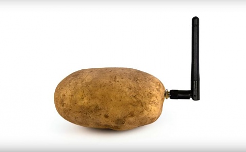 POTATO 