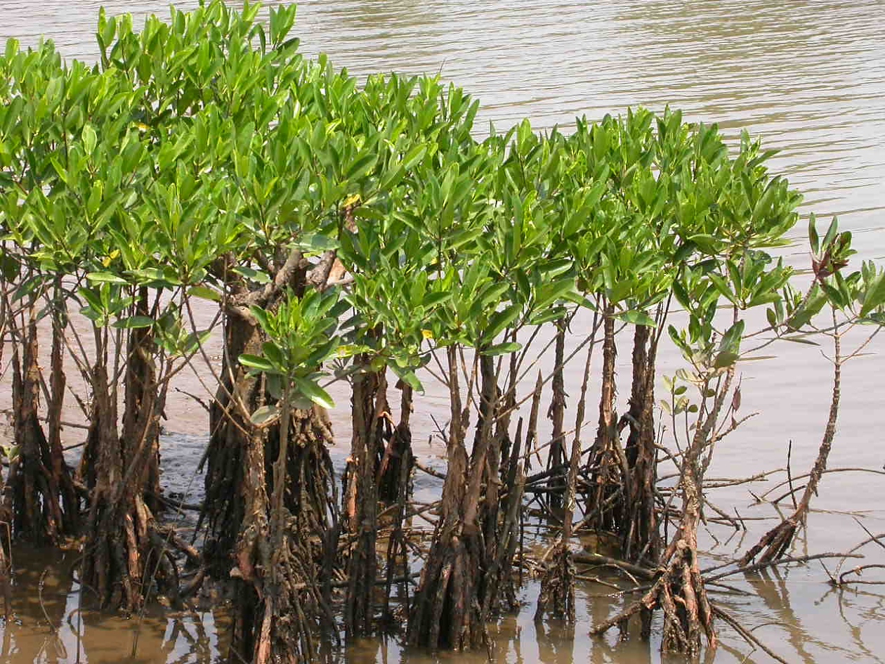 Горите, съставени от дървета и храсти край солени води в крайбрежни области, са мангрови.