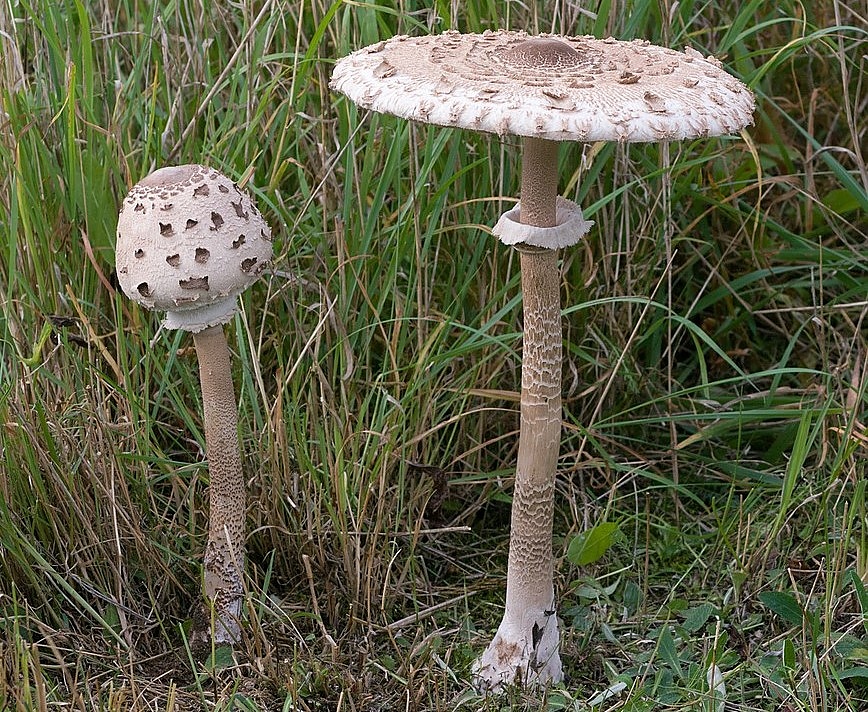 Сърнелата (Macrolepiota procera) е наричана чадъреста, конска, вретенка, самодивска, кукумарка (в Странджа) и змийска гъба.