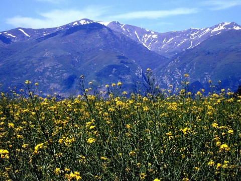 Високи, сини планини