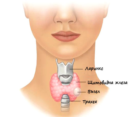 Проверка на щитовидна жлеза с термометър