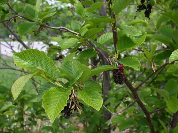 Бяла елша  Alnus incana