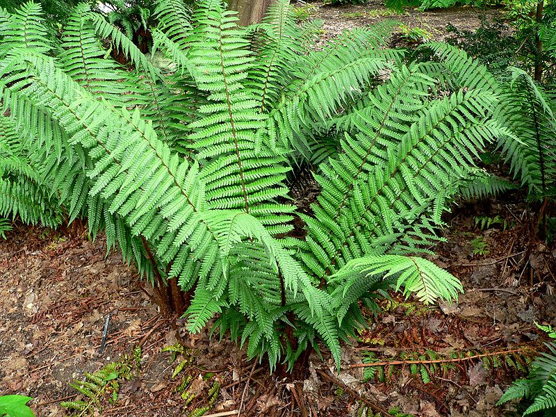 Dryopteris filix-mas  папрат