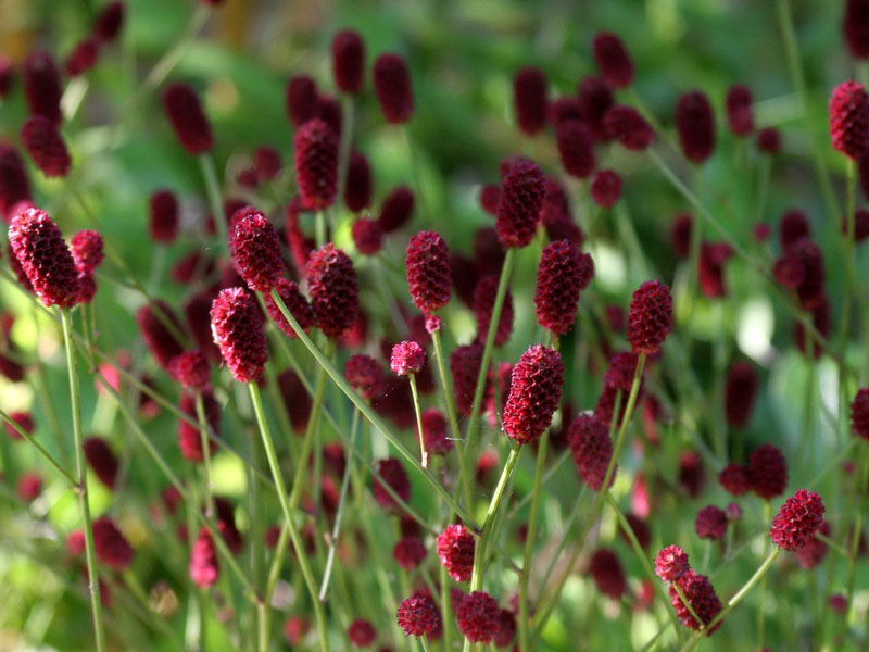 Sanguisorba officinalis лечебна динка