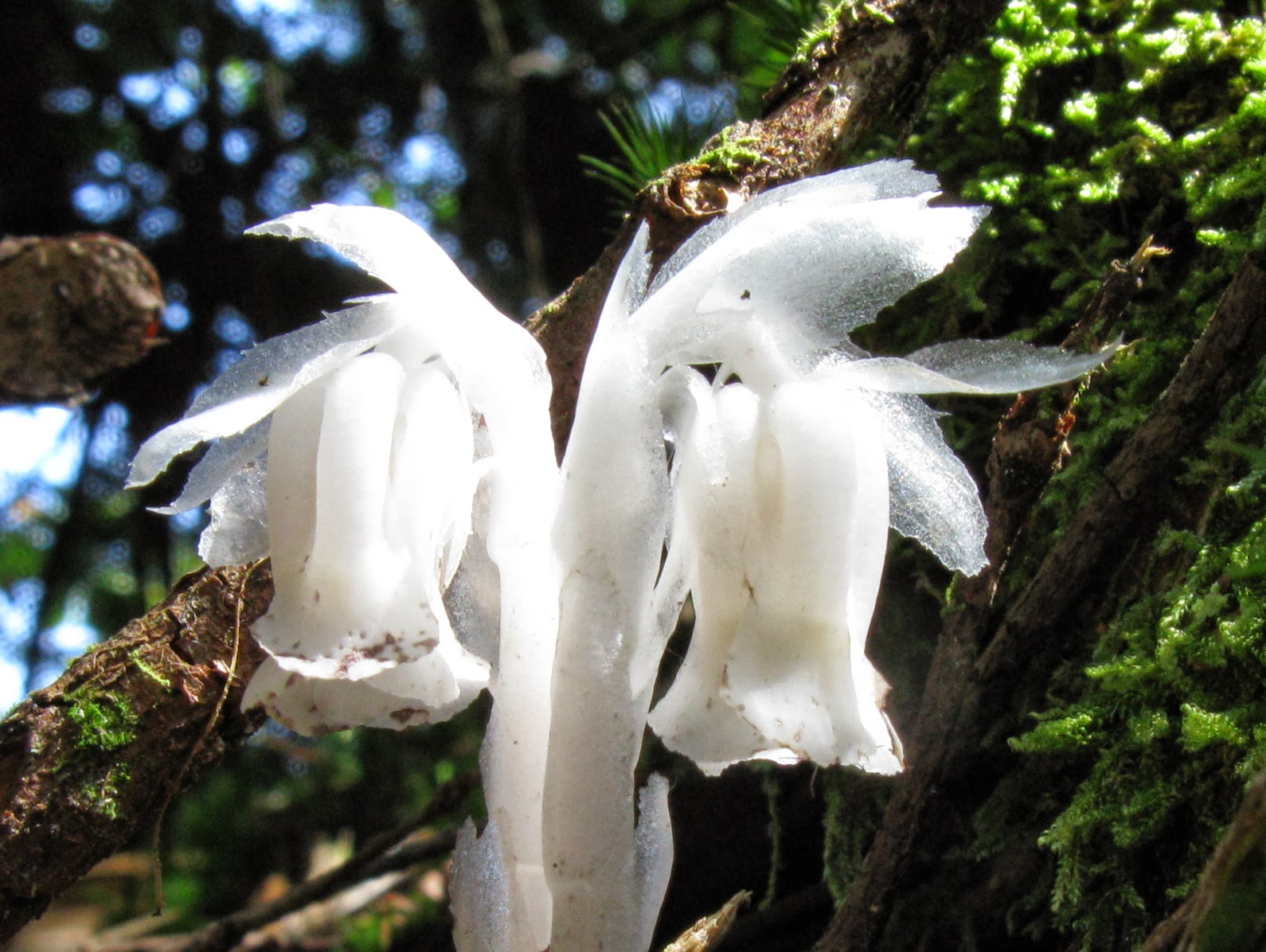 Monotropa uniflora