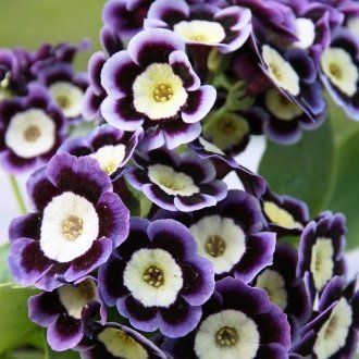 Primula auricula