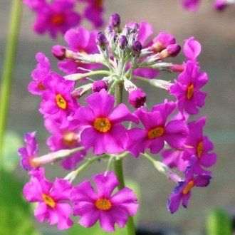 Primula beesiana