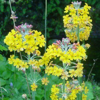 Primula florindae