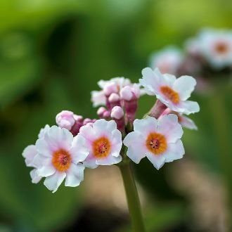 Primula pulverulenta