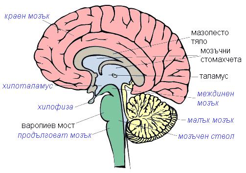 промени в мозъка при опасност