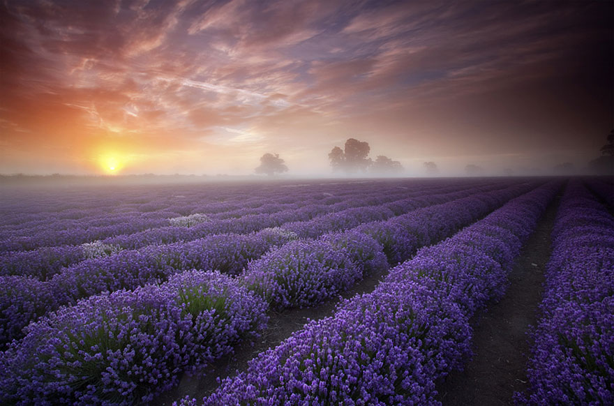 Lavender Fields, UK 