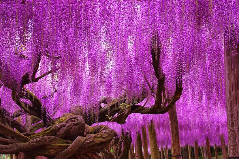 Wisteria Tree, Ashikaga Park – Tochigi, Japan